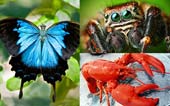 Lobster, butterflies and spiders share ancestors together