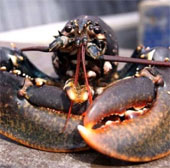 Lobster can be