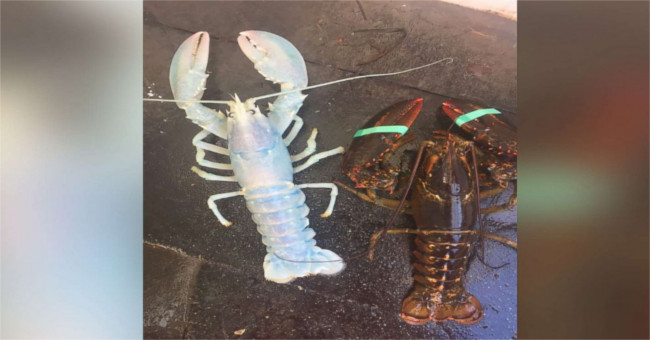 Lobster escaped death because of the white pearl color