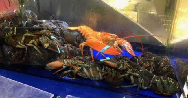 Lobster escaped death thanks to orange peel