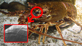 Lobster eyes and unexpected applications in X-ray technology