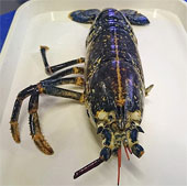 Lobster grows again in a month
