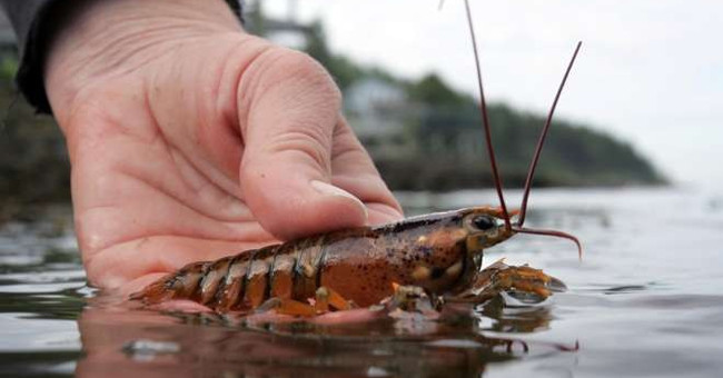 Lobster in the US waters is at risk of disappearing