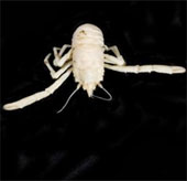 Lobster is named after Nelson Mandela