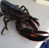 Lobster lobster 4 is rarely seen