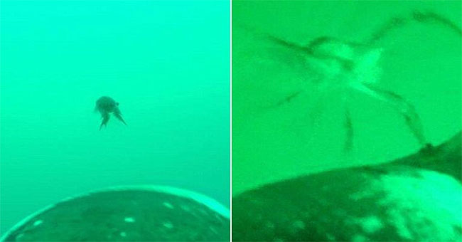 Lobster mollusk knocked out penguins 13 times longer