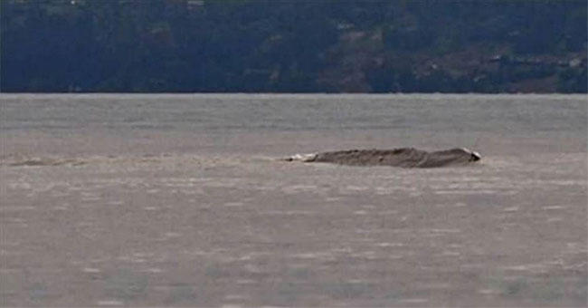 Loch Ness monster-like object glides on Canadian surface