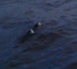 Loch Ness's water monster appears again