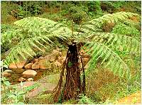 Lola tree (horse chestnut) - Alsophile spinulosa