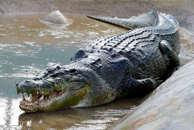 Lolong crocodile made 'Ambassador' for conservation program