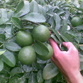Long An operates lemon processing and packaging lines