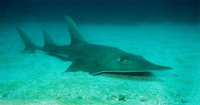 Long fish and species that have just entered the red book because of the danger of extinction