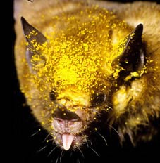 Long tongue bats: speed champion digest food!