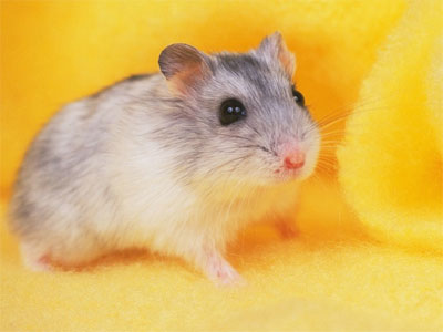 Longevity medicine for ... mice