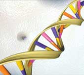 Longevity thanks to mutant genes