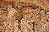 Long-lived fossil bones grow thousands of 'teeth'