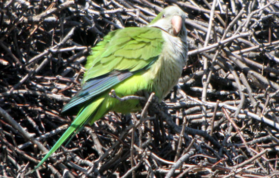 Long-tail monk parrot is about to be destroyed