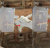Long-term memory of goats