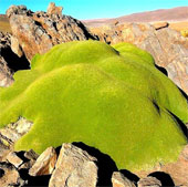 Look at the green 'drool monster' tree