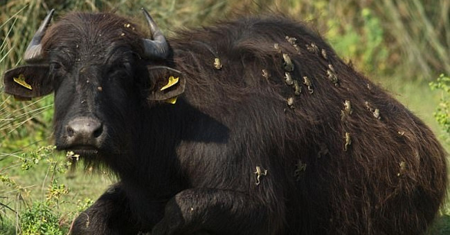 Look at this picture of the buffalo carefully, do you find anything strange?