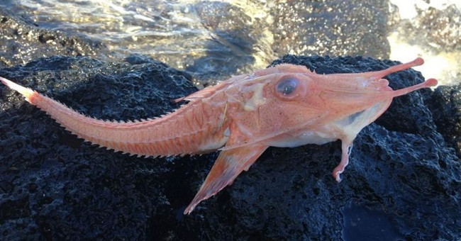 Looking at species of sea fish,
