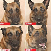 Looking at the dog face guessing the mood