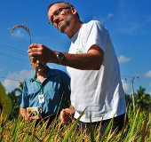 Looking for rice varieties