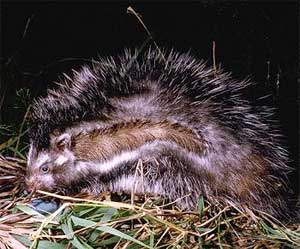 Lophiomys imhausi porcupine mouse