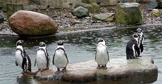 Losing children, double crazy penguins kill the same kind