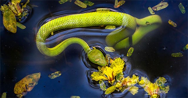 Lost amidst the snake kingdom in Vietnam, everything from sage to poison