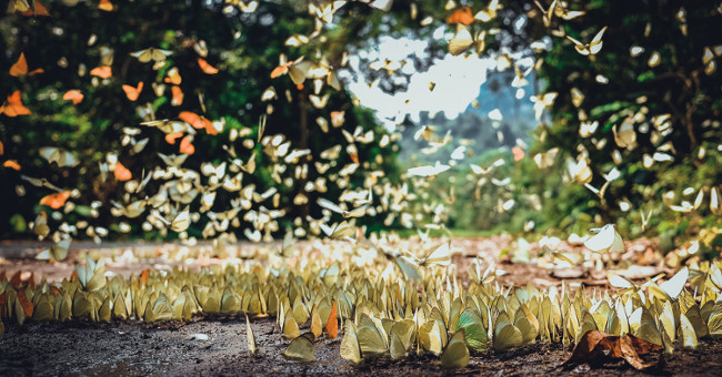 'Lost way' among butterflies in Cuc Phuong national park