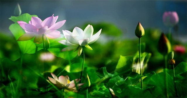 Lotus sleeps for hundreds of years in the Qing king garden suddenly blooms
