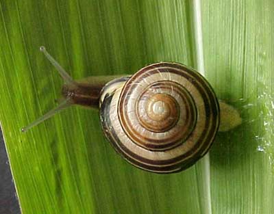 Lotus snails sleep during the winter and summer