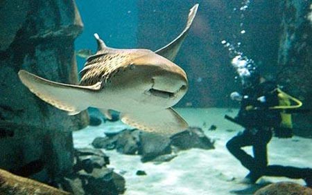 Love sharks love love songs