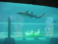 Love songs for sharks