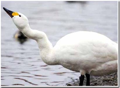 Love story of the ugly geese