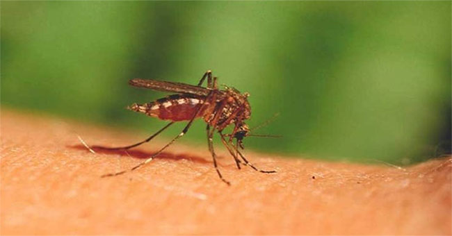 Love to help people escape mosquitoes?