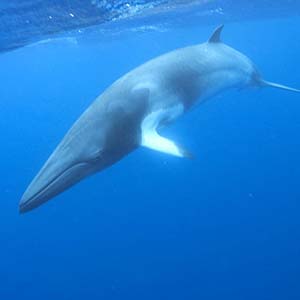 Love transcends the earth of giants