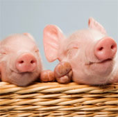 Lovely funny animal photos