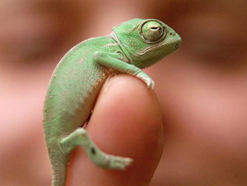 Lovely little creatures
