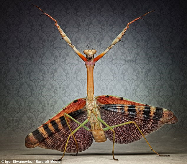 Lovely pictures of scary animals