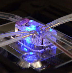 'Lungs' and prospects for replacing animal research