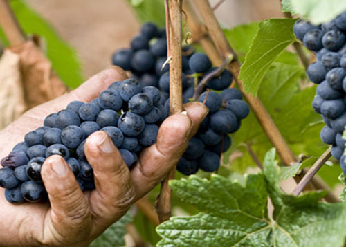Machine farmers will work in the field