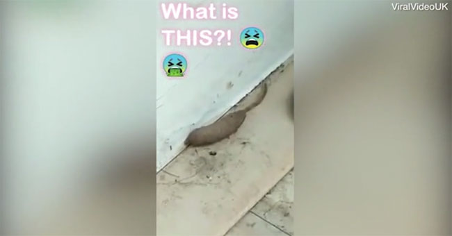 Maggot tail mouse crawls around British woman's house