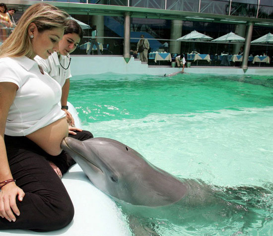 Magical dolphin