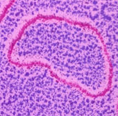 Magical survival of DNA in space
