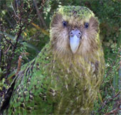 Magically rare parrot born from stamping eggs