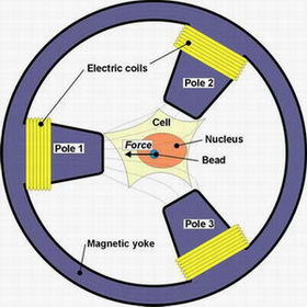 Magnetic tweezers shed light on the mechanical properties of cells