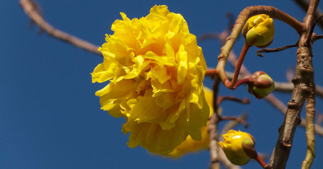 Mai hoa dang - beautiful flower that causes 'fever' in Vietnam