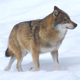 Maintain the future race from studying grassland wolves